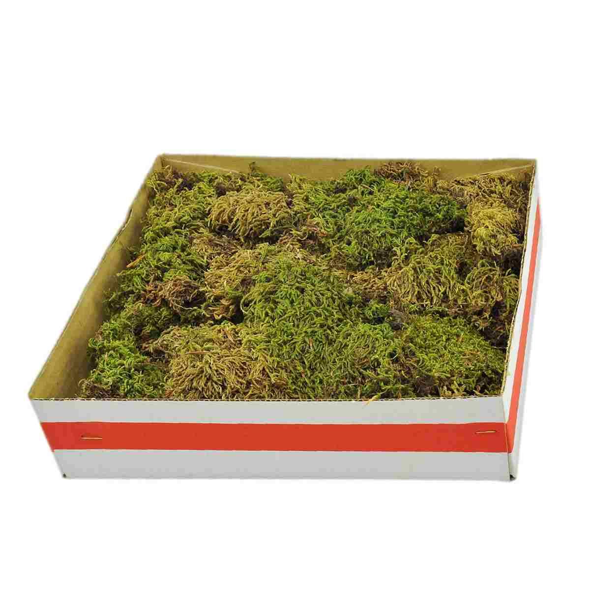 Muschio presepe naturale 300 gr
