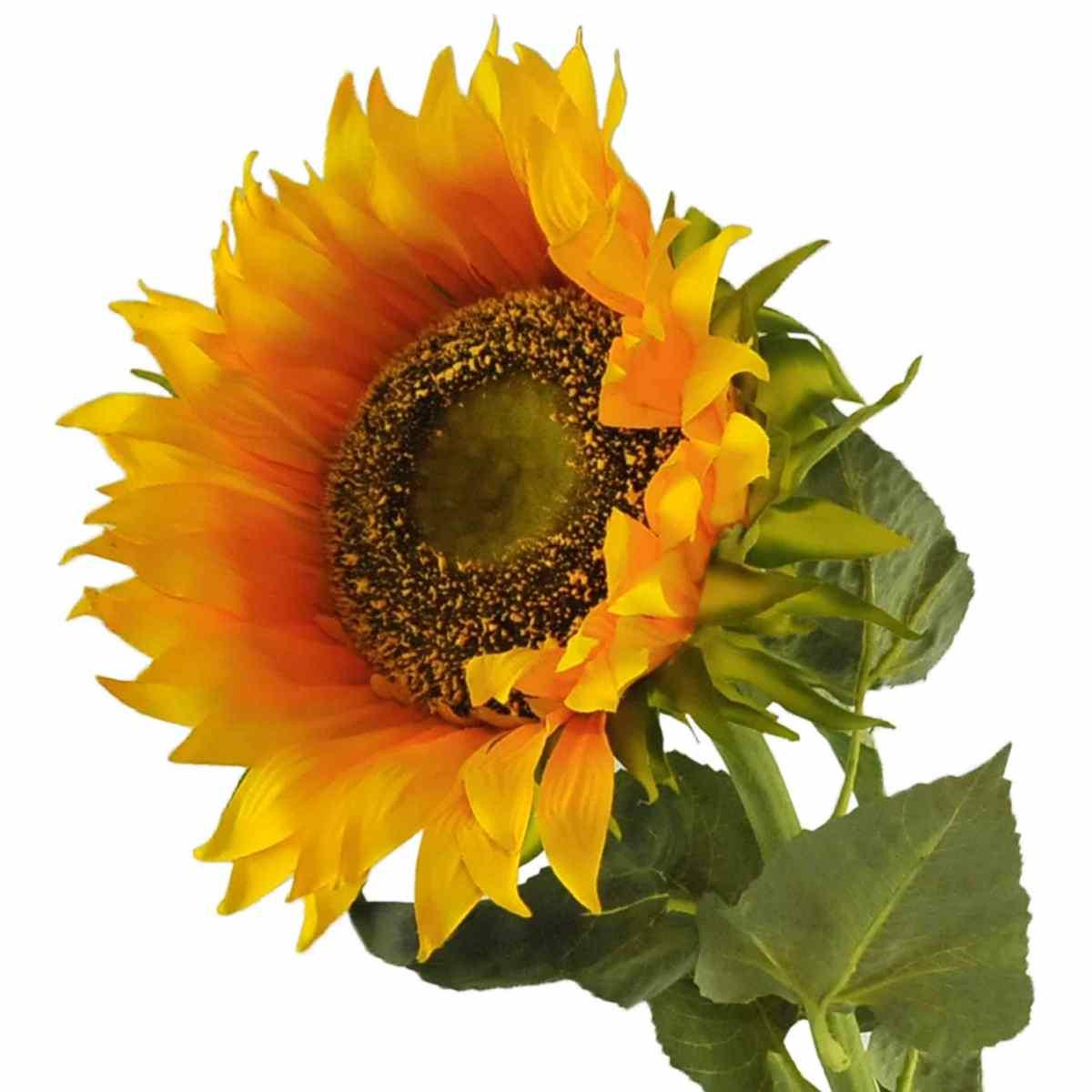 Fiore girasole maxi flover x1 modello s