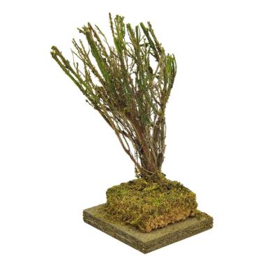 Albero presepe saggina 15 cm