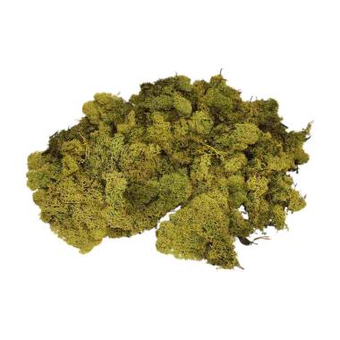 Lichene presepe verde 400 gr