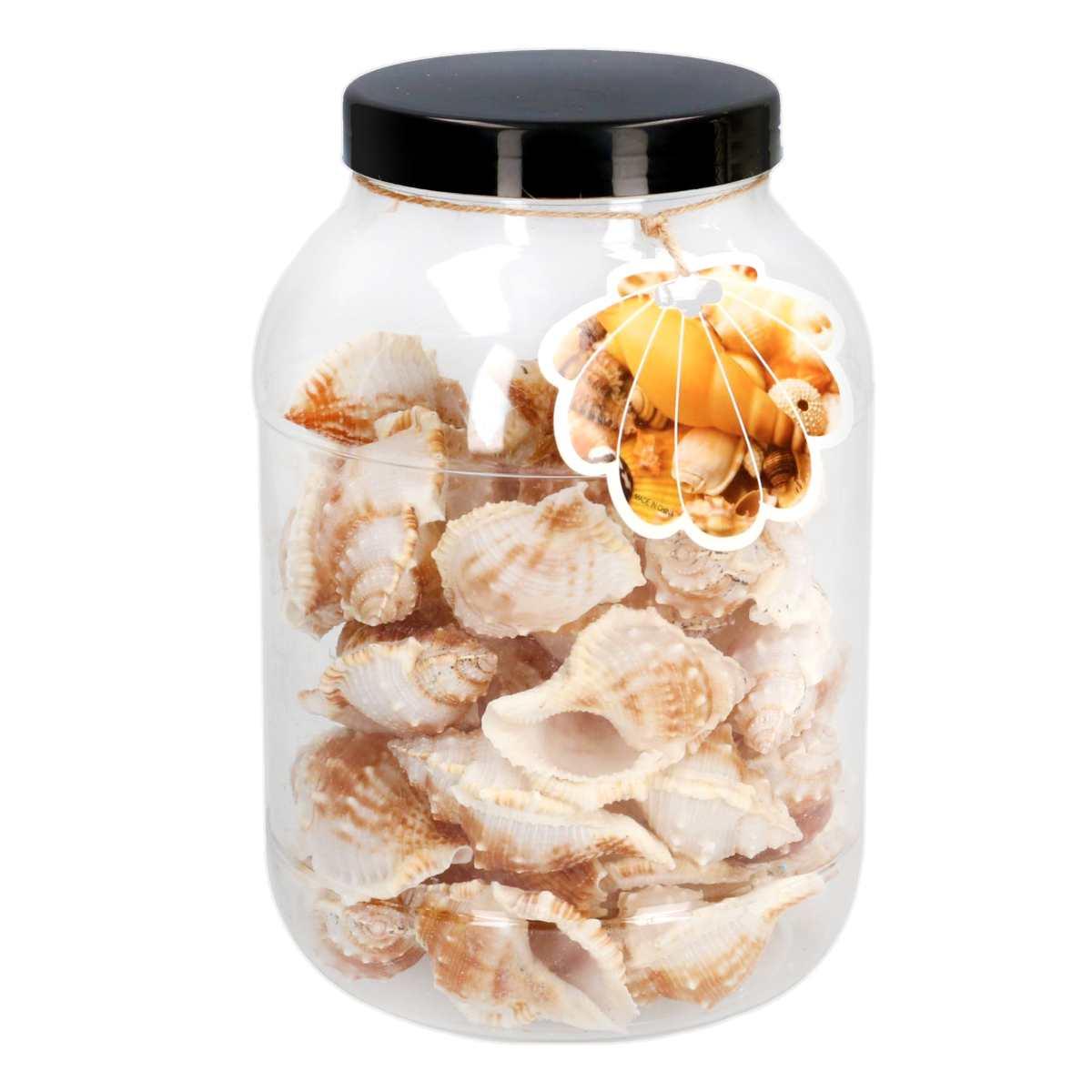 Decorazione mare conchiglie Set 40 pz