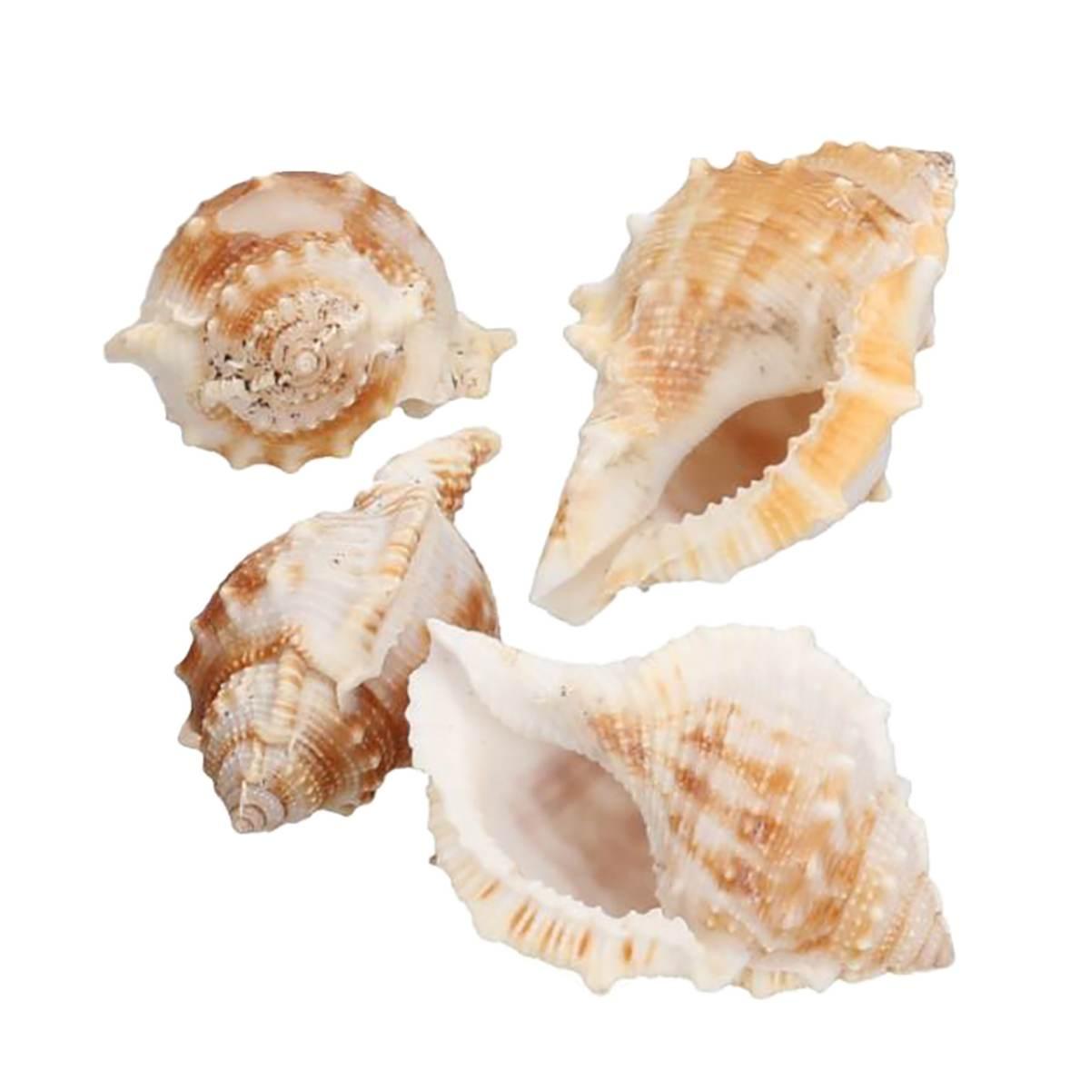 Decorazione mare conchiglie Set 40 pz