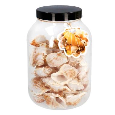 Decorazione mare conchiglie Set 40 pz