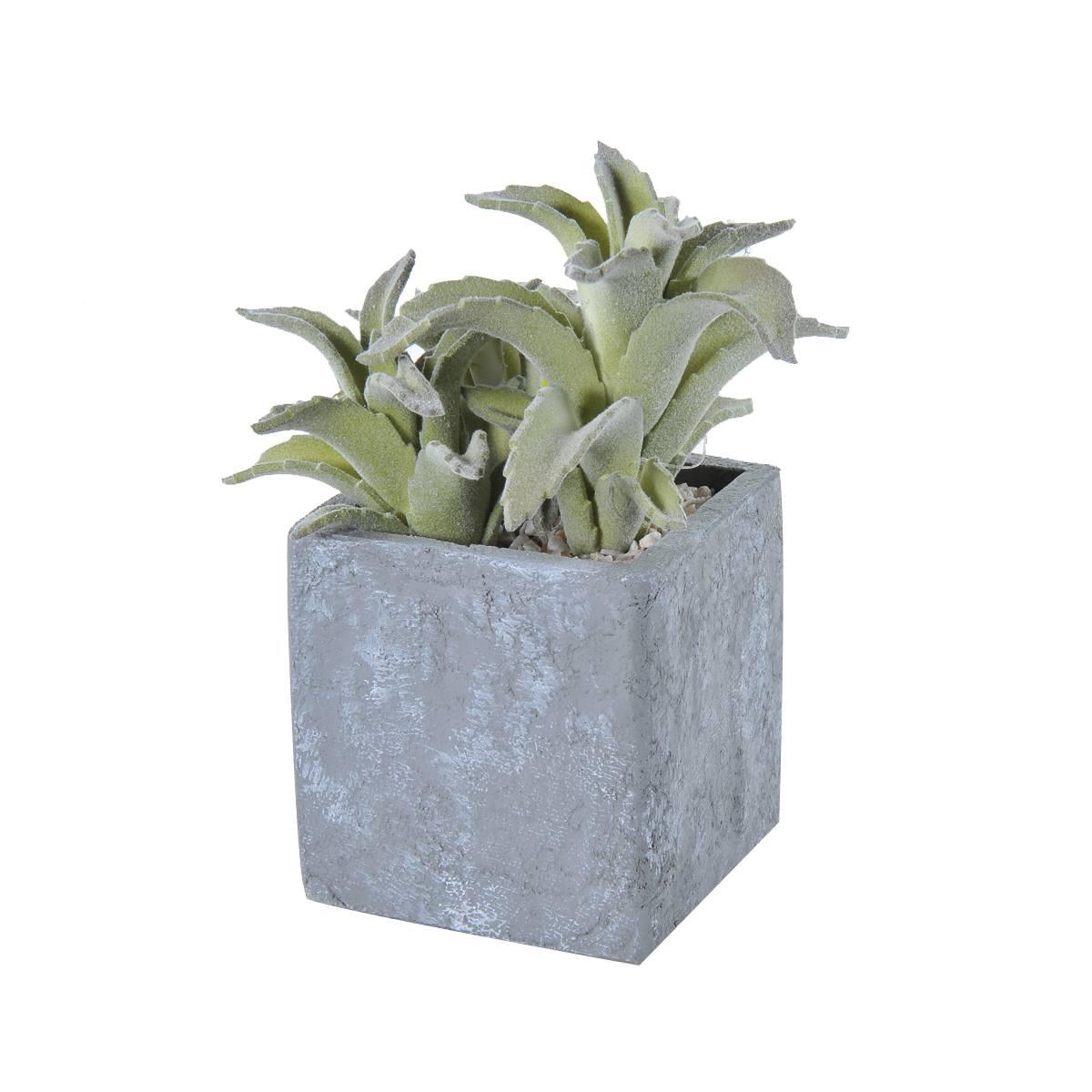 Fiore vasetto pianta grassa 8 x 8 x 21 cm
