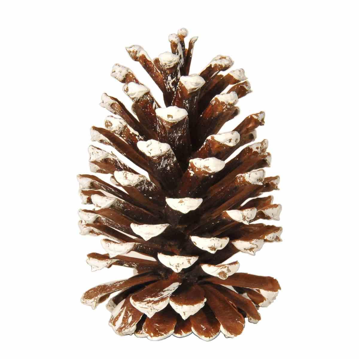 Pigna naturale innevata 12 Set 18 pz