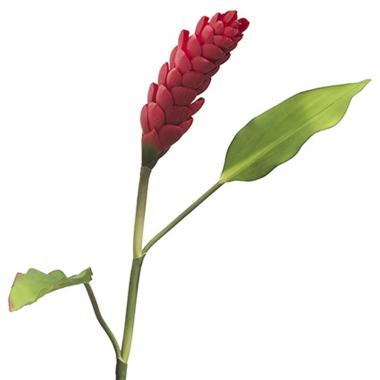 Fiore ginger rosso foglie 95 cm