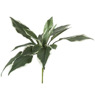 Fiore ciuffo hosta verde 45 cm