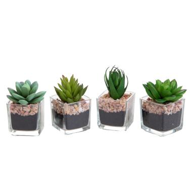 Fiore vasetto pianta grassa assortito 5 x 5 cm