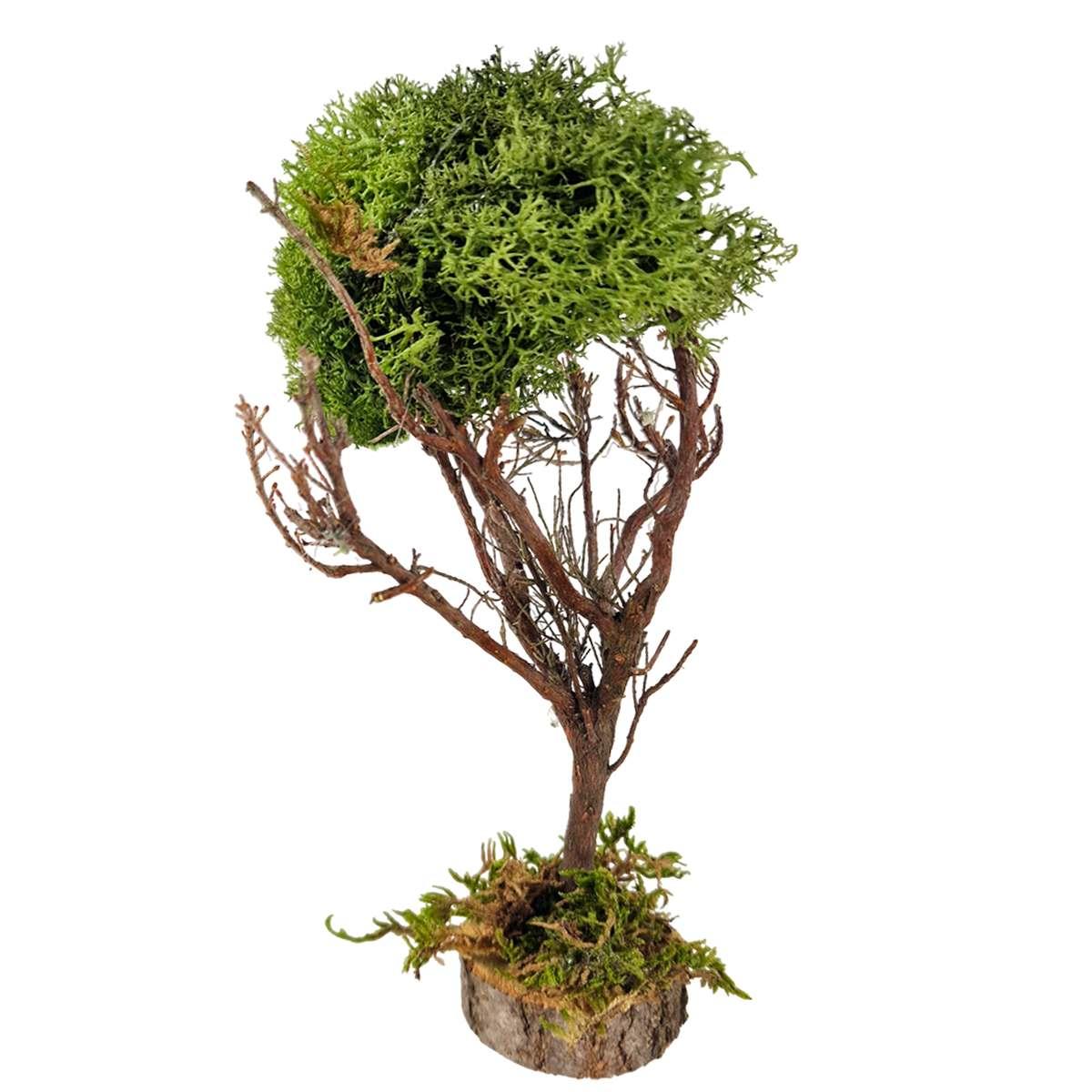 Albero presepe lichene verde base legno artigianale per il