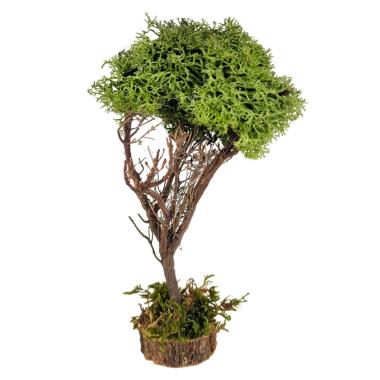 Albero presepe lichene verde base legno artigianale per il