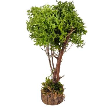 Albero presepe lichene verde base legno artigianale per il