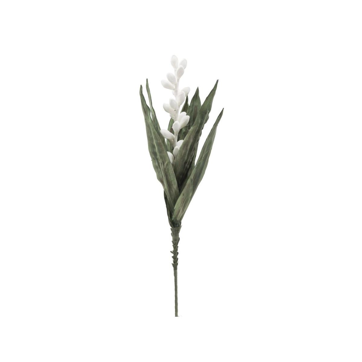 Fiore aloe flower bianco