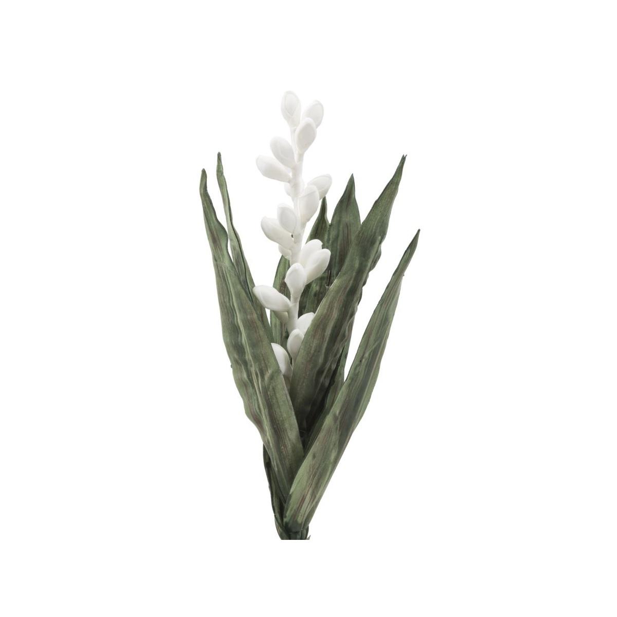 Fiore aloe flower bianco