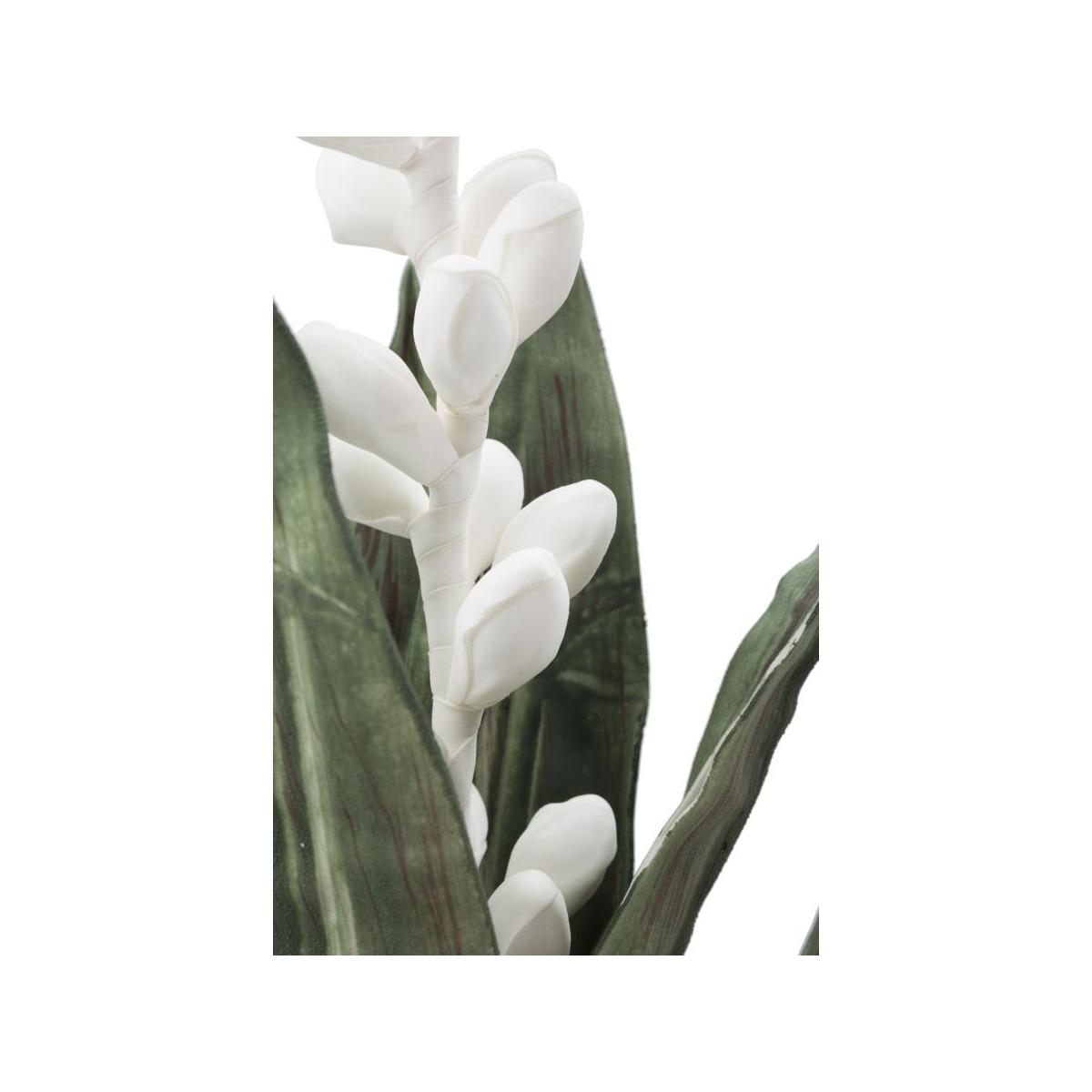 Fiore aloe flower bianco