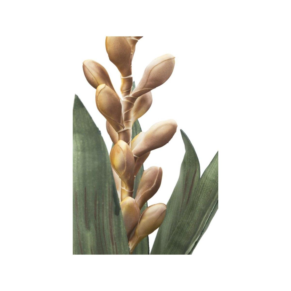Fiore aloe flower giallo