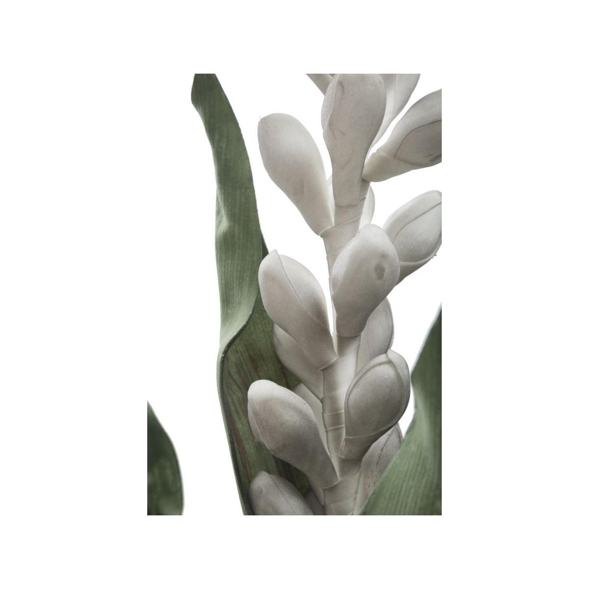 Fiore aloe flower grigio