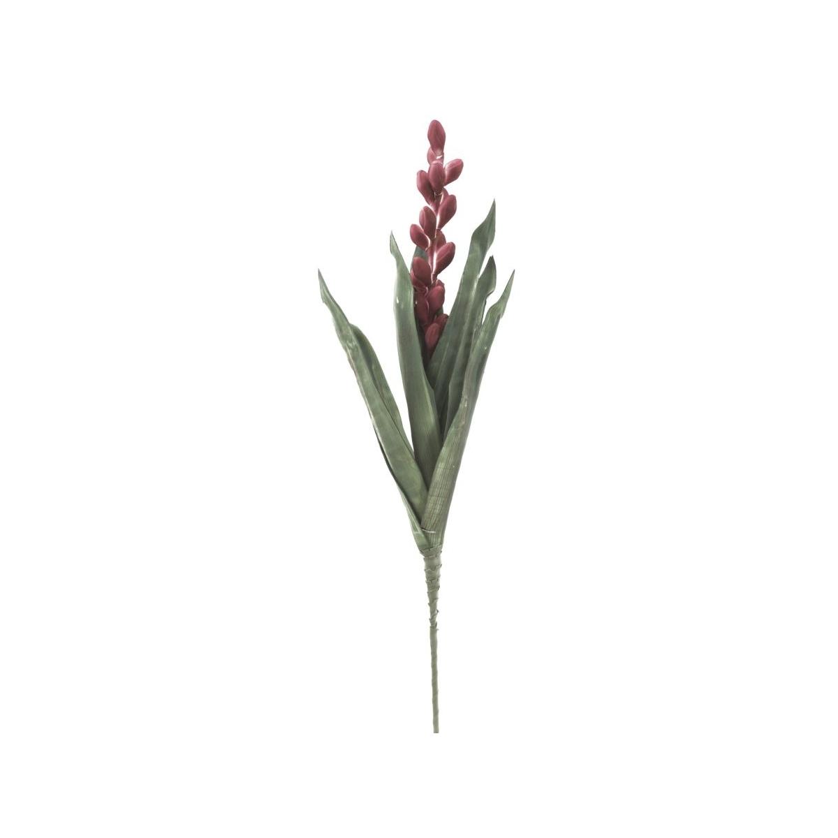 Fiore aloe flower rosa