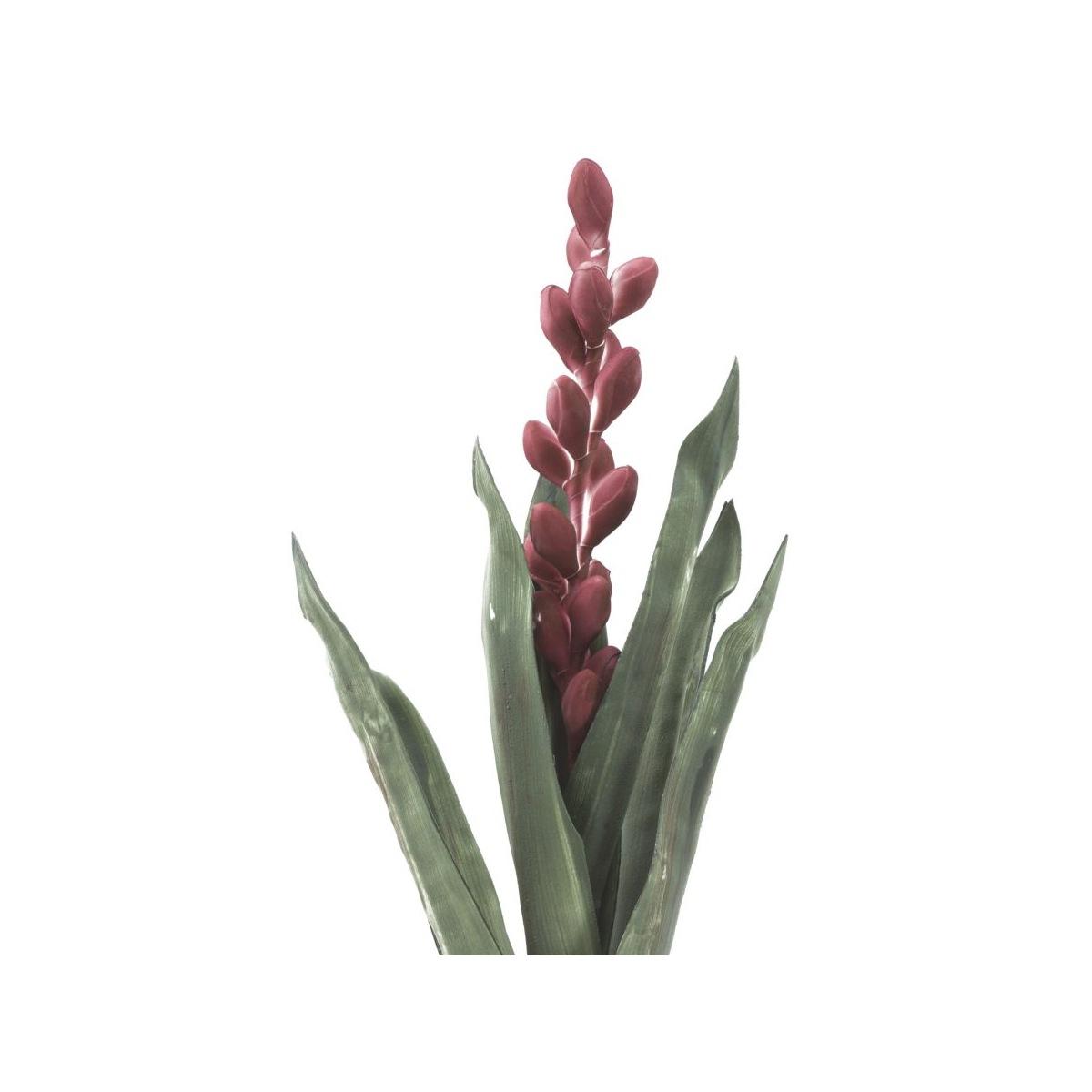 Fiore aloe flower rosa