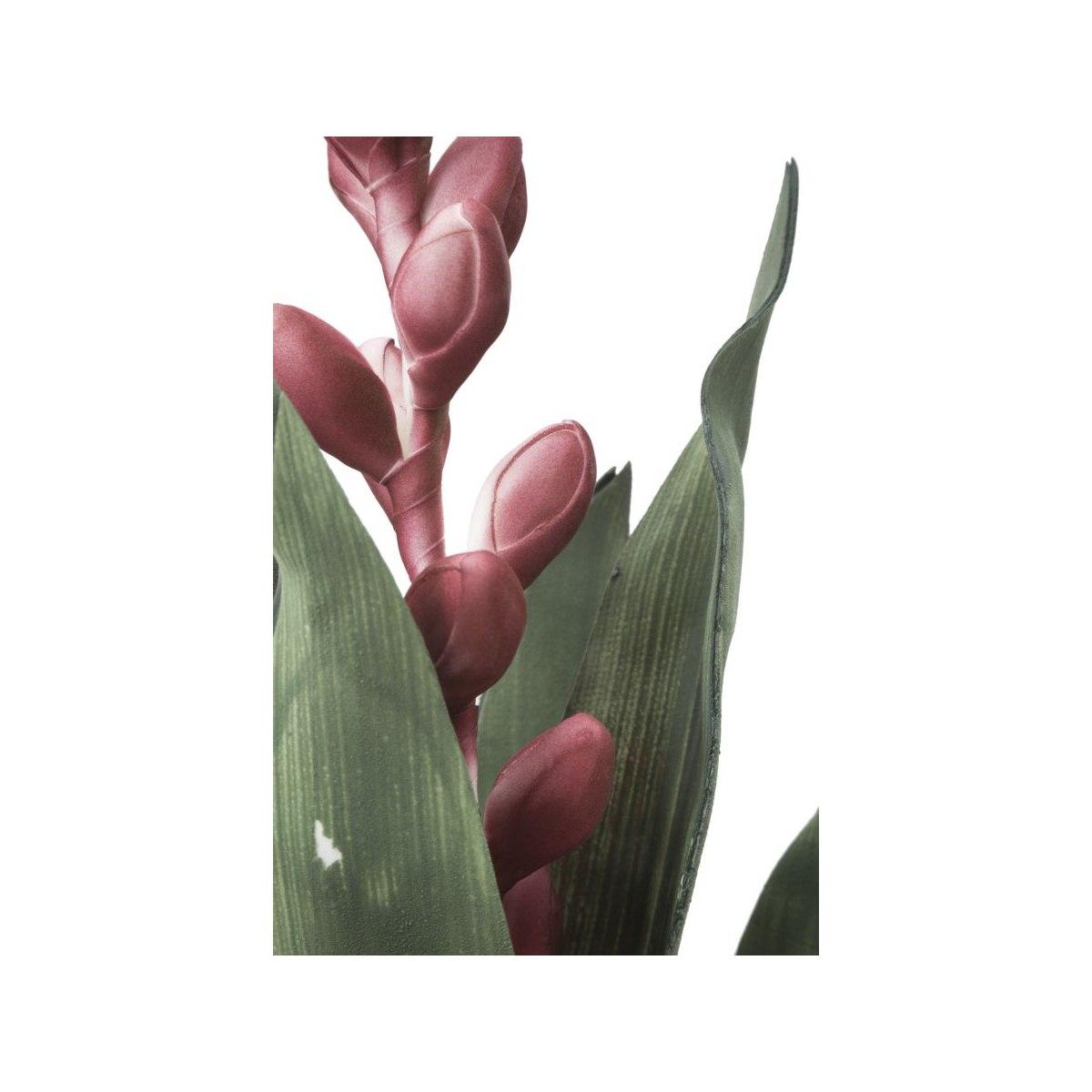 Fiore aloe flower rosa