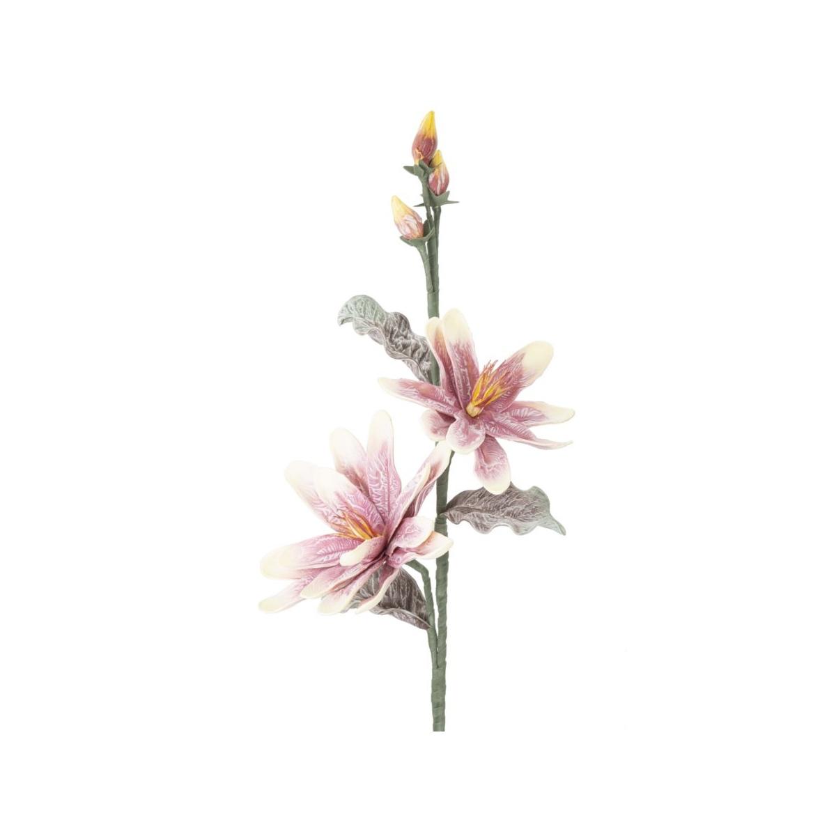 Fiore magnolia x2 purple