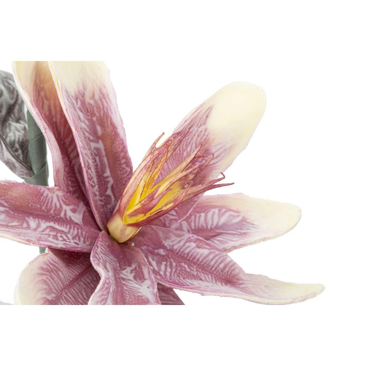 Fiore magnolia x2 purple
