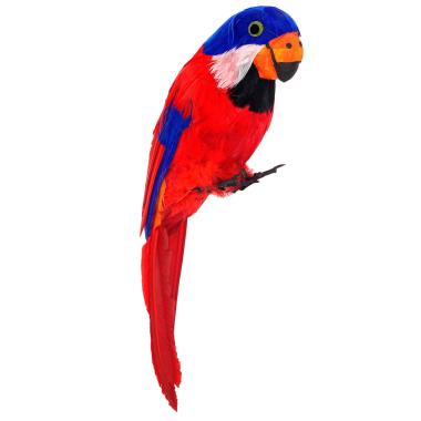 Pappagallo piume rosse