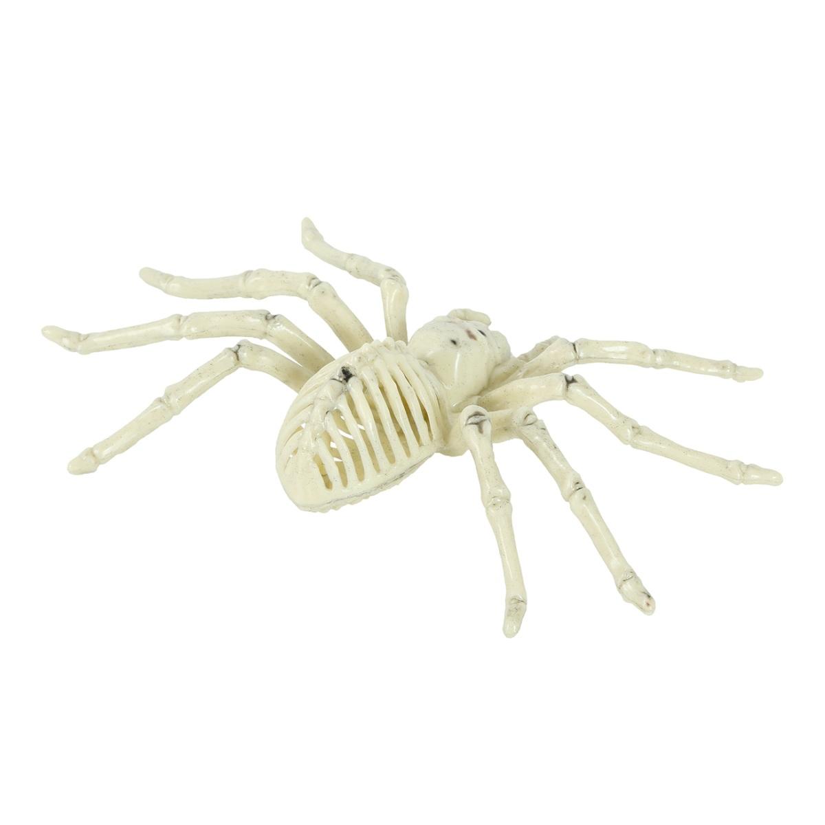Scheletro ragno