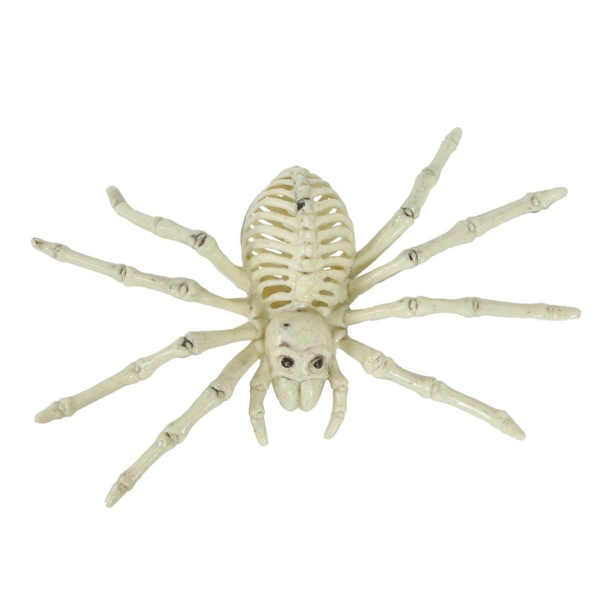 Scheletro ragno