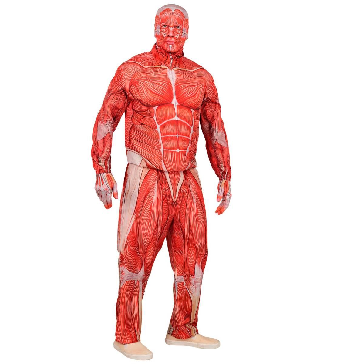Costume anatomia fast