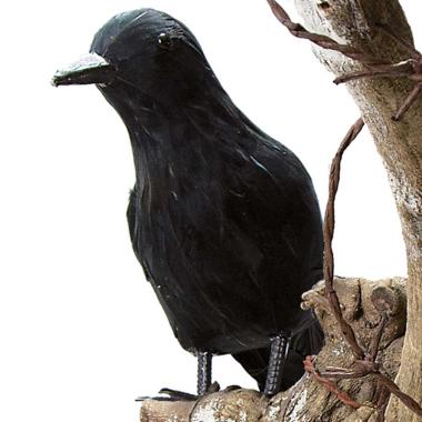 Corvo nero piume nero