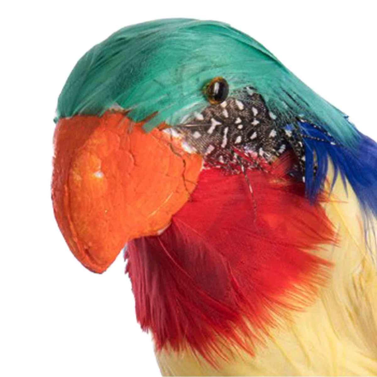 Pappagallo piume