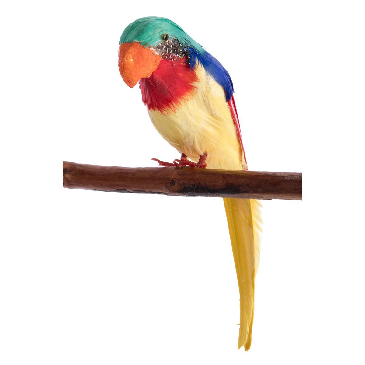 Pappagallo piume