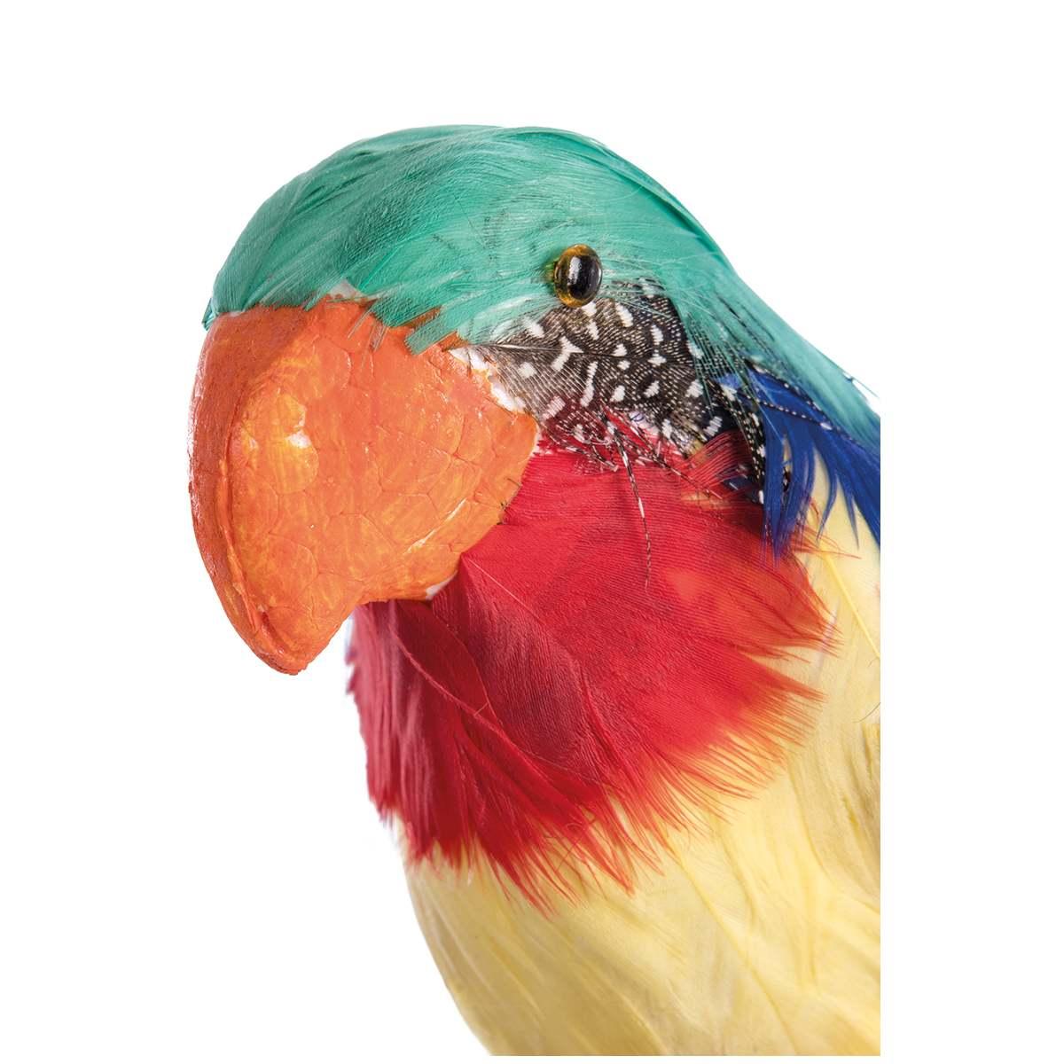 Pappagallo piume