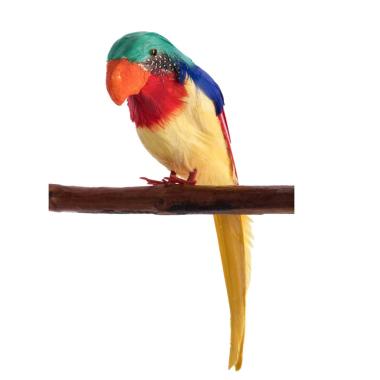 Pappagallo piume