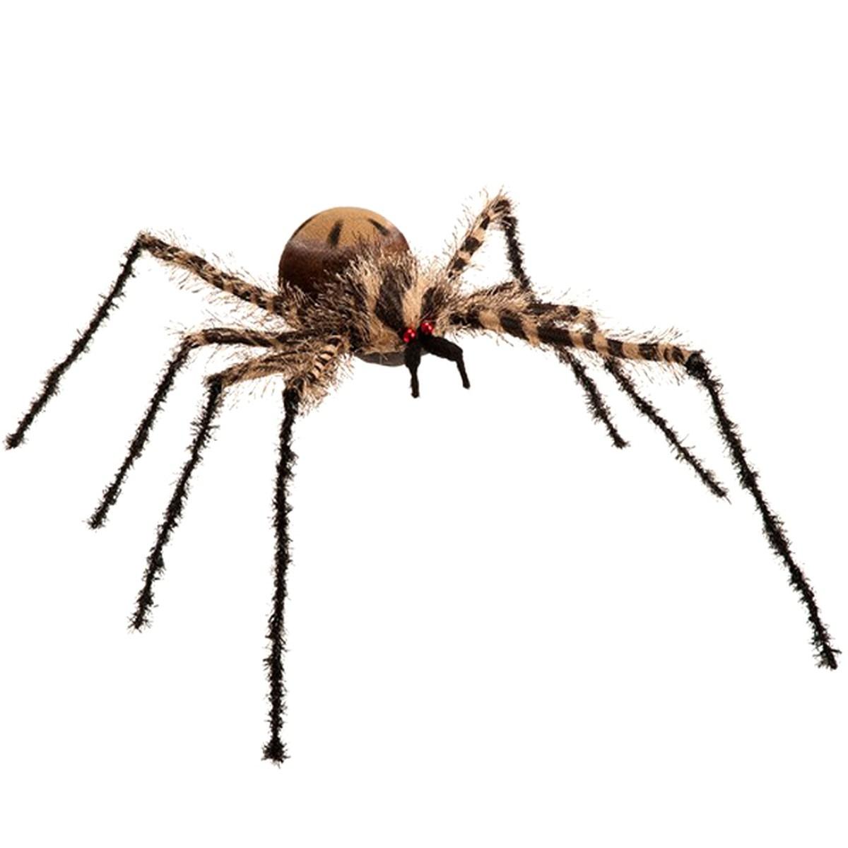 Ragno peloso