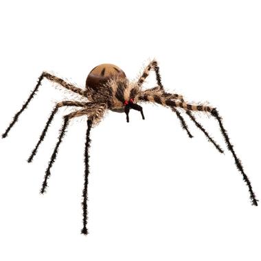 Ragno peloso